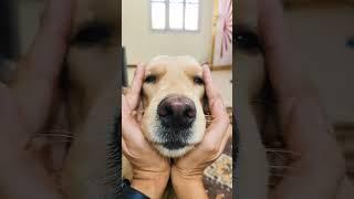 Teaching new tricks to Emma#goldenretriever #dog #puppy #funny