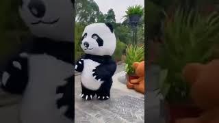 cute panda and bear ||#short