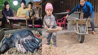 Caring for a farrowing pig - daily life on the farm | Hà Tòn Chài