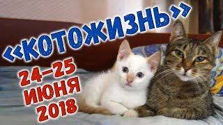 НЕТ ПРЕГРАД ДЛЯ ПУТЕШЕСТВЕННИКА!  КОТОЖИЗНЬ! 24-25 июня 2018