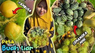 Petik buah langka dikebun | Buah rambusa dan semangka mini