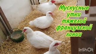 Мускусные утки тяжёлой французской линии.