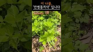 이 나물 하나면 병원 갈 일 없습니다｜#시니어건강