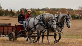 DRAFT HORSES // Pictorial of 9 teams spreading manure on a beautiful October weekend