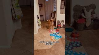My TALKING DOG has a VERY IMPORTANT QUESTION! #shorts #dogshorts #talkingdog #smartdog