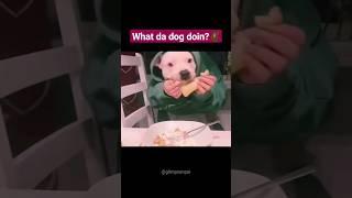 MEME COMPILATION 51 #trynottolaugh #memes #memecompilation #funnycompilation