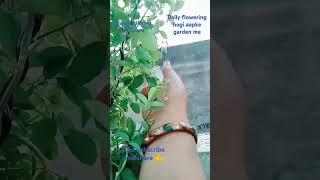 Easy gardening tips & daily flowering secret || with homemaker asha Sharma ||