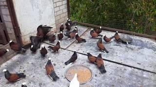 Голуби редкой породы. / Rare breed pigeons /