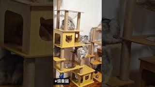 #動物救援 #毛孩 #領養代替購買 #領養不棄養 #cat #catlover #catlife #pet #petadoption #醫療 #醫 #貓 #貓貓 #貓奴 #貓星人 #貓咪