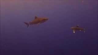 Longimanus meets tiger shark Rocky Island, Red Sea, Egypt 17/10-2015 (short version)