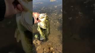 Giant Michigan Largemouth Bass