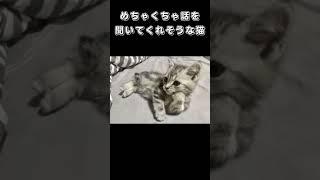 めちゃくちゃ話を聞いてくれそうな猫