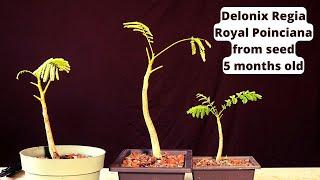 Royal Poinciana Bonsai Tree from seed. Delonix Regia. Flame tree. Flamboyant tree