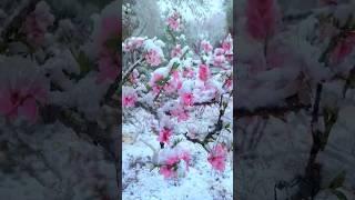 [나무] 눈 속에 핀 매화 '설중매'   매실나무 Prunus mume