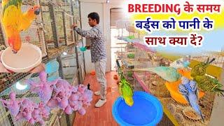 Birds Breeding Time Best Vitamin Supplement || ब्रीडिंग के समय पक्षियों के पानी में यह जरूर मिलाएं।