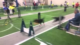 Flyball small dogs help big dogs