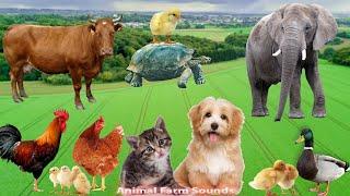 Cute little Animals - Dog, Cat, Chicken, Elephant, Cow, Tortoise, Horse, Pig, Hen - Animal Sounds