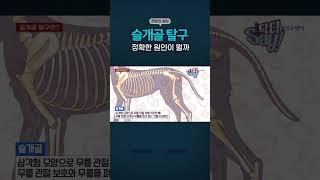 강아지 슬개골탈구