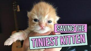 Saving the Tiniest Newborn Kitten