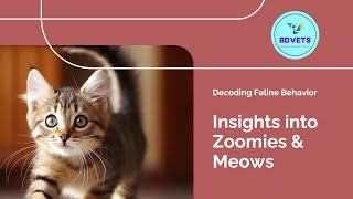 Zoomies & Meows: Decoding Feline Behavior