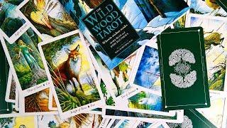 Карты Таро Дикого Леса. The Wildwood Tarot. Обзор