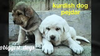 AKC Kurdish Dog Breed-Pejdar dog-pshdar-assyrian dog-Mesopotamia