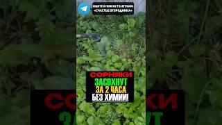 Средство,Которое Действительно Помогает Против Сорняков! #огород #дача #урожай