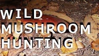 WILD MUSHROOM HUNTING !  Hunting  Greville's Bolete(Suillus grevillei)