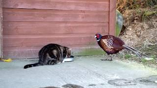 Buster(cat) and Pheasant