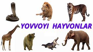 YOVVOYI HAYVONLAR