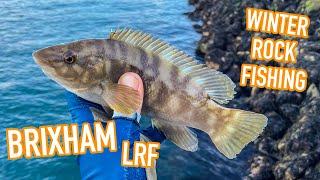 Mixed species Lure fishing in Brixham, Devon.