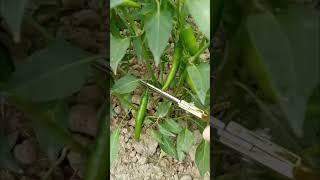 harvesting mirch #farming #vegetablefarming #garden #mybackyardgarden