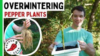 Overwintering Peppers - Keep Your Plants Alive for Years - Pepper Geek