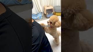 This amazing dog scrapes his father's back #shorts