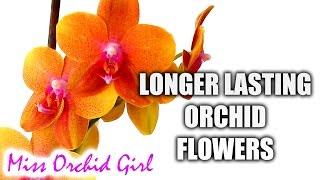 How to make Orchid blooms last longer