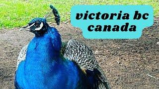 Mini travel vlog: Victoria BC, Canada | Scruffy Storms
