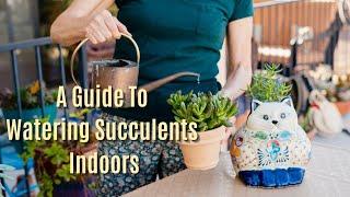 HOW TO WATER SUCCULENTS INDOORS/JoyUsGarden