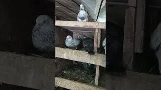 Short #birds #kobuter #pigeon