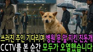 쓰러진 주인 기다리며 병원 문 앞 지킨 진돗개, 개의 목에 찬 목걸이의 CCTV를 본 순간 모두가 오열했습니다 감동 실화 사연 오디오북