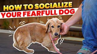 Master Socialization Techniques for Fearful Dogs with Bethany Preud'homme