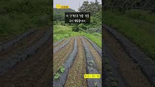 사주에서 불조심 하라고 했는데 그 불이 아니네 #노란용 #시골생활 #밭농사 #속병 #속이탄다