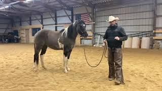 Farrier preparation on a green horse