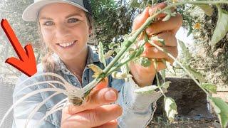 How to Root Your Own Tomato Cuttings (Incredibly Simple)