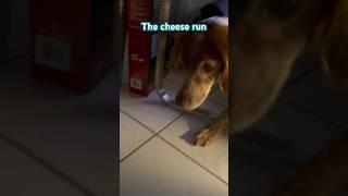 The cheese run  #pets #dog #cute #cuteanimalclips #animals #shorts #cheese #short #subscribe 