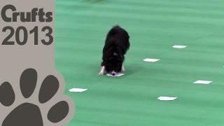 Obedience Dog Championships - Day 3 - Scent Tests - Crufts 2013