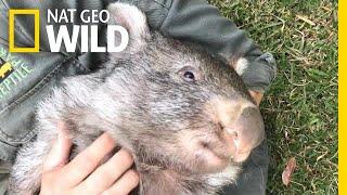 George the Wombat Begins New Life in the Wild | Nat Geo Wild