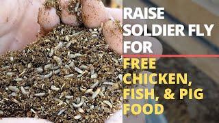 How to Start a Black Soldier Fly Bin: & Grow Free Animal Food