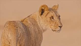 Nature: Lions of the Skeleton Coast - Preview