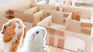 Guinea Pig Maze! | who finds the exit?