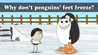 Why don't penguins' feet freeze? | #aumsum #kids #science #education #children